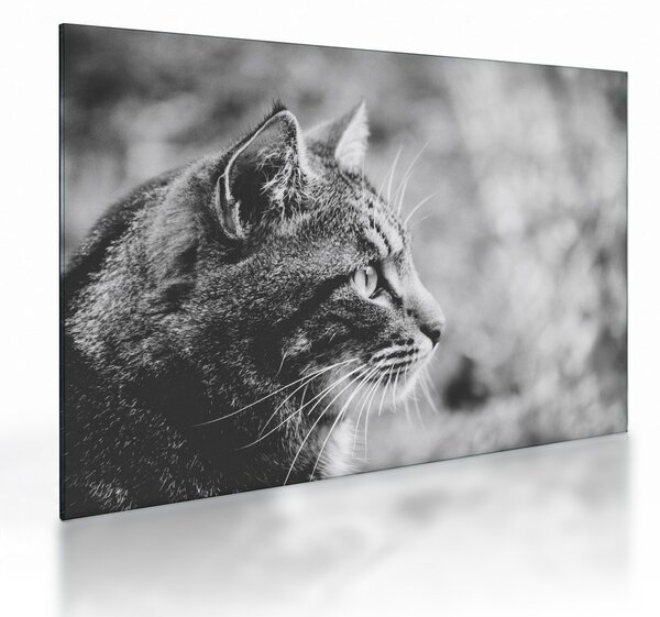 Kép - Macska (üvegen) (70x50 cm)