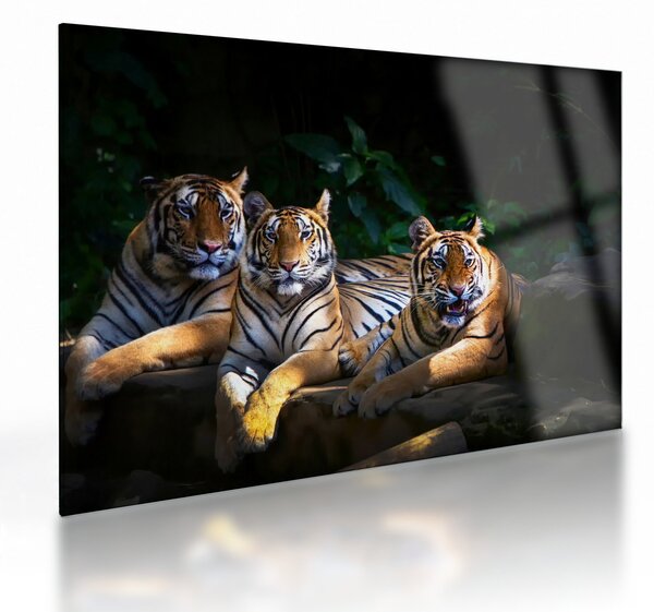 Kép - Tigris testvérek (üvegen) (70x50 cm)
