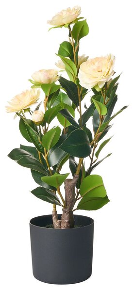 Műnövény CAMELLIA 60 cm Zöld