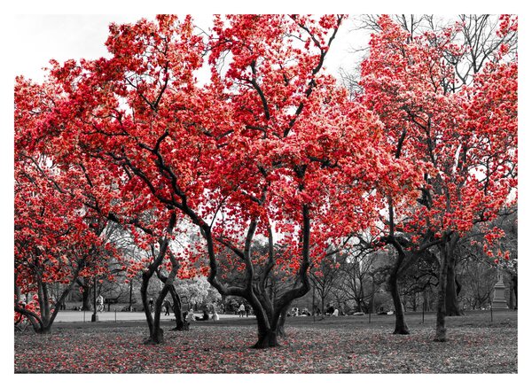 Kép - vörös fák, Central Park, New York (üvegen) (70x50 cm)