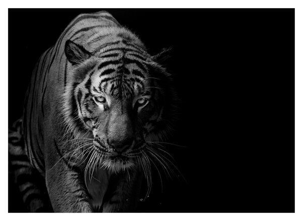 Egy vadtigris képe (üvegen) (70x50 cm)