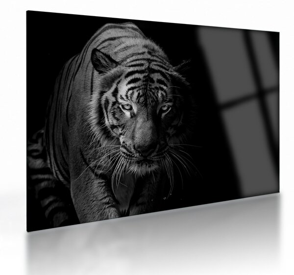 Egy vadtigris képe (üvegen) (70x50 cm)