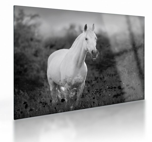 Egy fehér ló képe egy réten, fekete-fehér (üvegen) (70x50 cm)