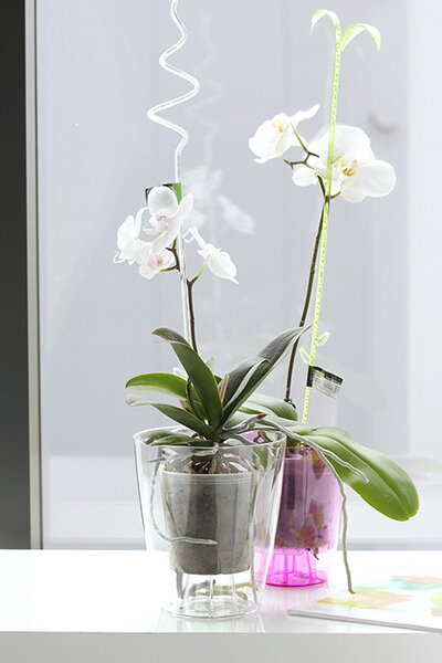 Coubi Orchidea Kaspó Átlátszó Műanyag Jégzöld 16 cm