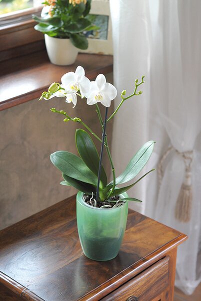Coubi Orchidea Kaspó Áttetsző Zöld 13,2 cm