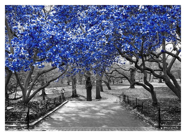 Kép - Kék fák, Central Park, New York (üvegen) (70x50 cm)