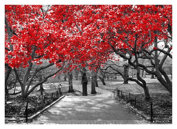Kép - vörös fák,Central Park, New York (üvegen) (70x50 cm)
