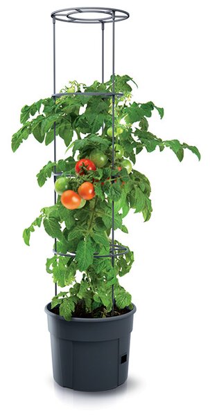 Tomato Grower Paradicsom Termesztő Cserép Antracit 35 cm