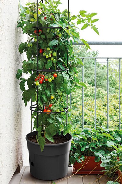 Tomato Grower Paradicsom Termesztő Cserép Antracit 35 cm