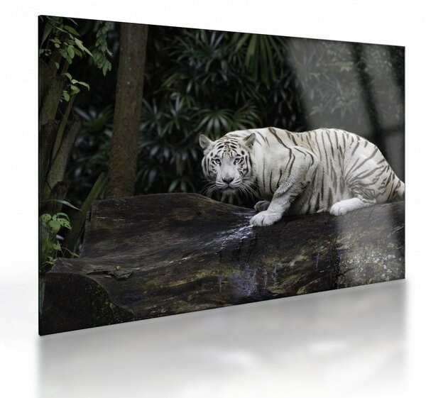 Kép - albínó tigris (üvegen) (70x50 cm)