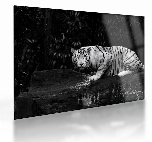 Kép - albínó tigris, fekete-fehér (üvegen) (70x50 cm)
