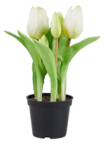 FLORISTA tulipán cserépben, fehér 24 cm