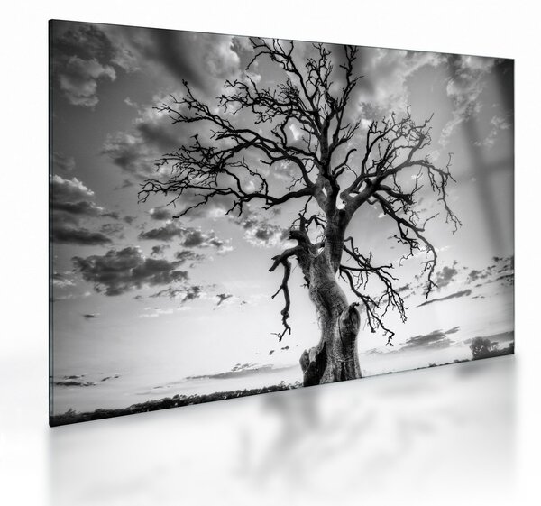 Kép - fekete fehér fa (üvegen) (70x50 cm)