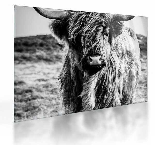 Kép - Highland - skót tehén (üvegen) (70x50 cm)