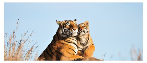 Kép - Tigris és a kölyke (120x50 cm)