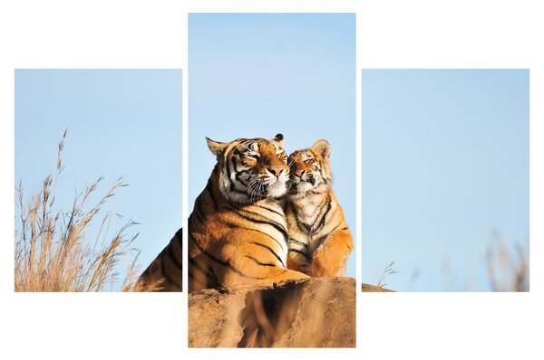 Kép - Tigris és a kölyke (90x60 cm)