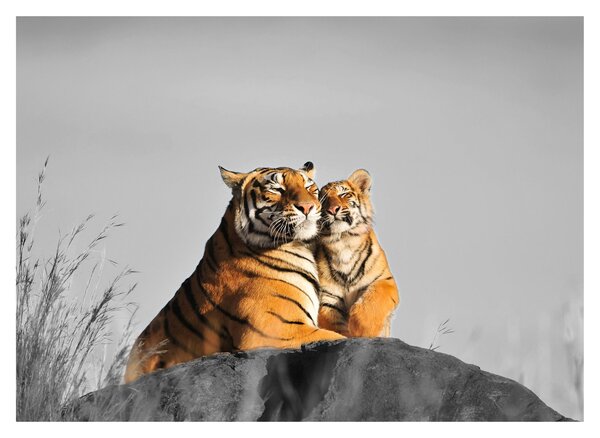 Kép - Tigris és a kölyke, fekete-fehér változat (70x50 cm)