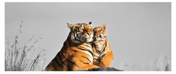 Kép - Tigris és a kölyke, fekete-fehér változat (120x50 cm)