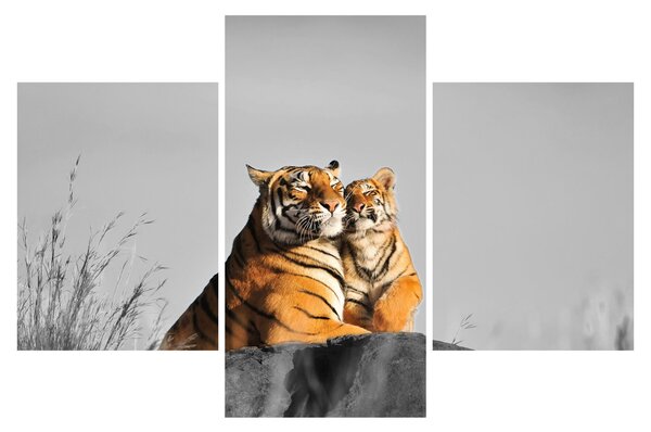 Kép - Tigris és a kölyke, fekete-fehér változat (90x60 cm)