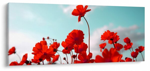 Fényes piros virágokkal rendelkező mező képe (120x50 cm)