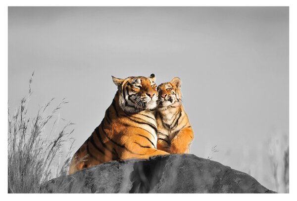 Kép - Tigris és a kölyke, fekete-fehér változat (90x60 cm)