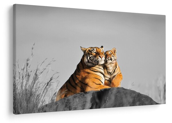 Kép - Tigris és a kölyke, fekete-fehér változat (90x60 cm)