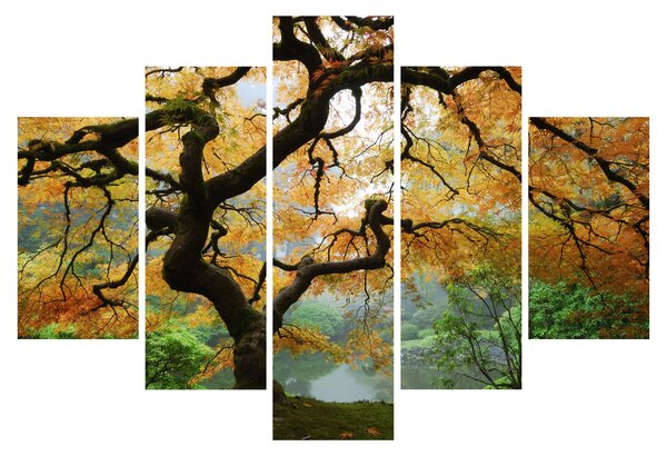 Egy sárga japán juhar képe, Portland, Oregon (150x105 cm)