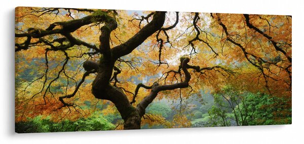 Egy sárga japán juhar képe, Portland, Oregon (120x50 cm)