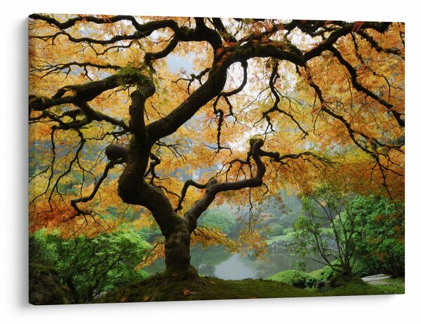 Egy sárga japán juhar képe, Portland, Oregon (70x50 cm)