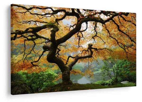 Egy sárga japán juhar képe, Portland, Oregon (90x60 cm)