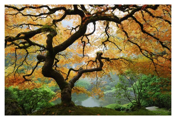 Egy sárga japán juhar képe, Portland, Oregon (90x60 cm)