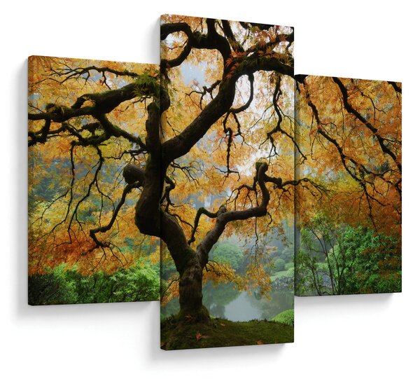 Egy sárga japán juhar képe, Portland, Oregon (90x60 cm)