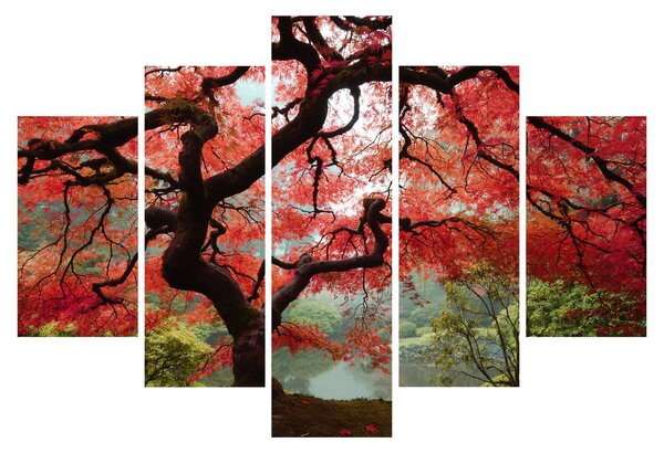 Red Japanese Maple, Portland, Oregon képe (150x105 cm)