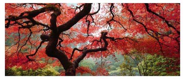 Red Japanese Maple, Portland, Oregon képe (120x50 cm)