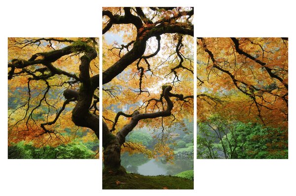 Egy sárga japán juhar képe, Portland, Oregon (90x60 cm)