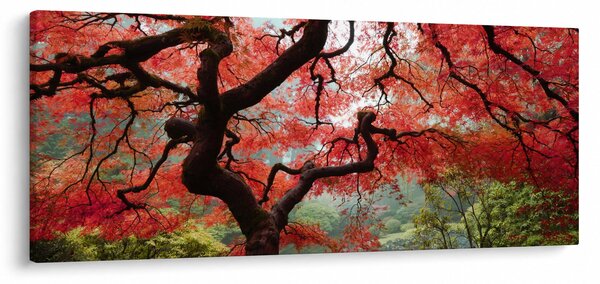 Red Japanese Maple, Portland, Oregon képe (120x50 cm)