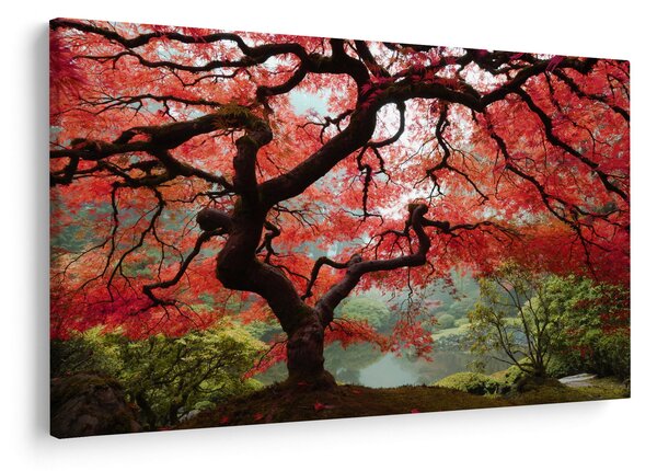 Red Japanese Maple, Portland, Oregon képe (90x60 cm)