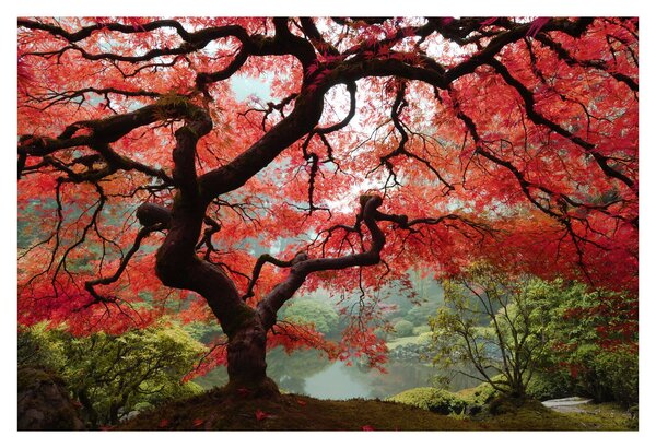 Red Japanese Maple, Portland, Oregon képe (90x60 cm)