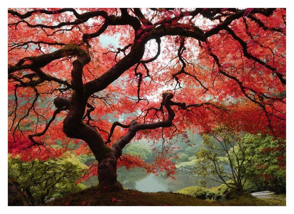 Red Japanese Maple, Portland, Oregon képe (70x50 cm)