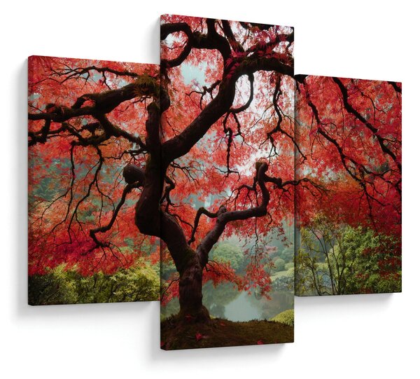 Red Japanese Maple, Portland, Oregon képe (90x60 cm)