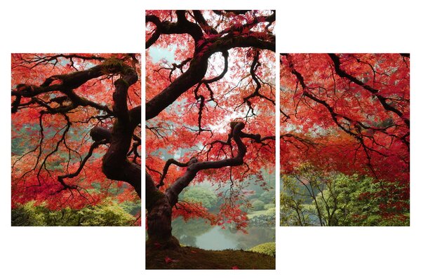 Red Japanese Maple, Portland, Oregon képe (90x60 cm)