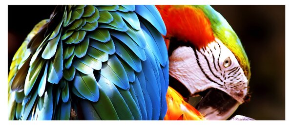 Kép - Papagáj (120x50 cm)