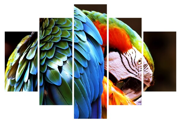 Kép - Papagáj (150x105 cm)
