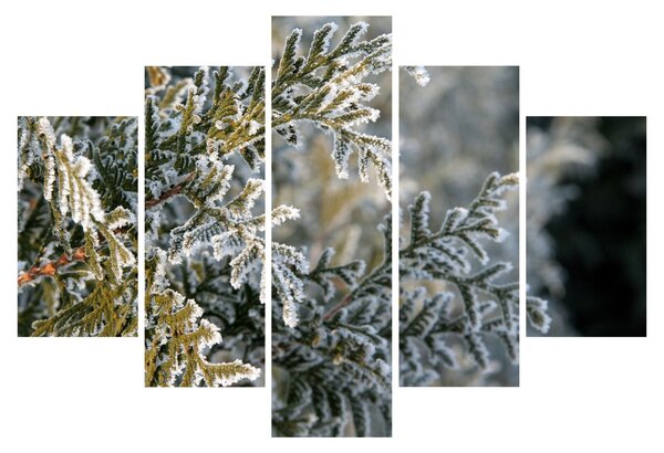 Kép - Ág részlet (150x105 cm)