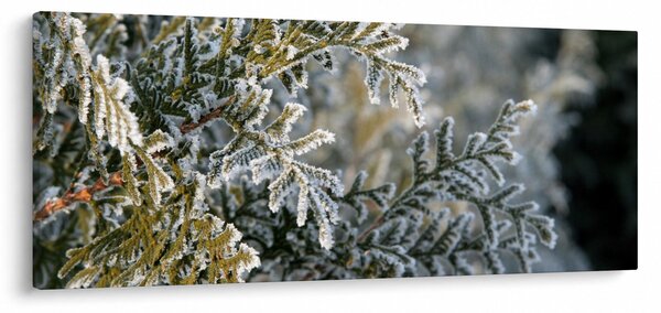 Kép - Ág részlet (120x50 cm)