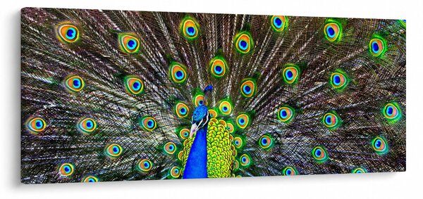 Kép - Páva (120x50 cm)