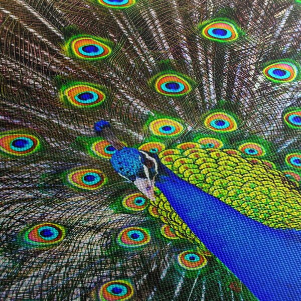 Kép - Páva (120x50 cm)