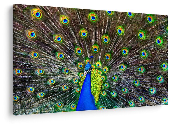 Kép - Páva (90x60 cm)