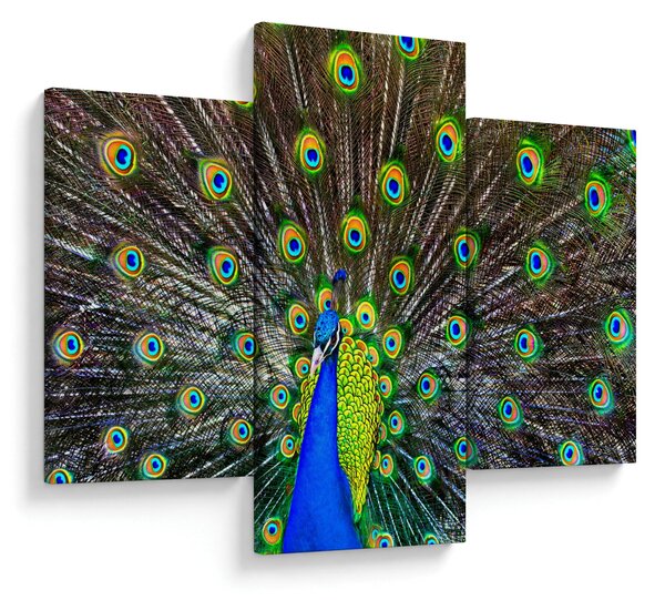 Kép - Páva (90x60 cm)