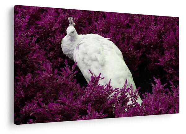 Kép - Fehér páva (90x60 cm)